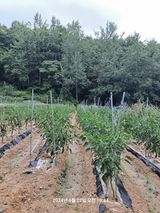 팜모닝 고추·영농일지 게시글 이미지