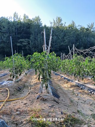 이태봉님의 고추 · 영농일지 작성글 사진