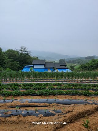 이태봉님의 고추 · 영농일지 작성글 사진