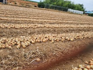 해바우님의 양파 · 영농일지 작성글 사진