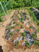 팜모닝 고구마·영농일지 게시글 이미지