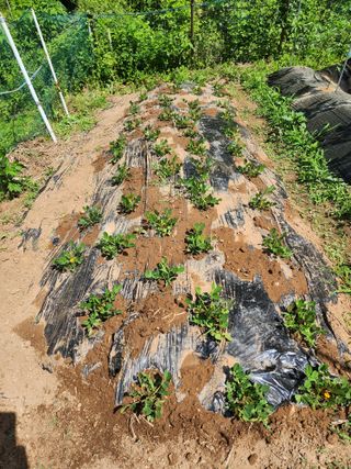 임대운님의 고구마 · 영농일지 작성글 사진