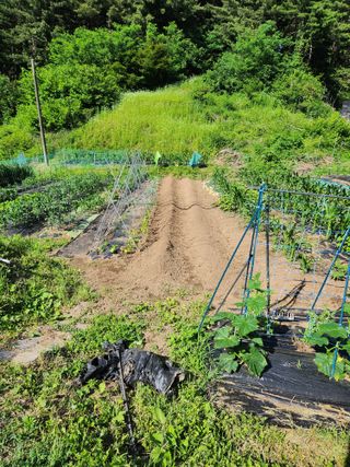임대운님의 고구마 · 영농일지 작성글 사진