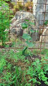 팜모닝 오이·영농일지 게시글 이미지