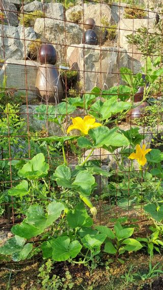 만득통님의 오이 · 영농일지 작성글 사진