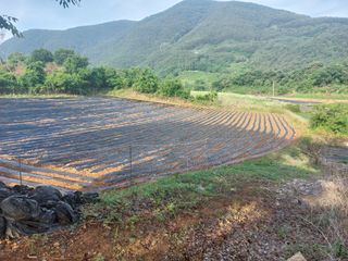 엄완섭님의 콩 · 영농일지 작성글 사진