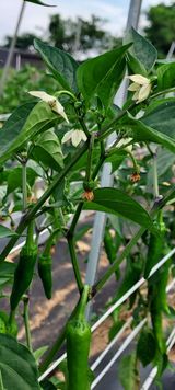 팜모닝 고추·영농일지 게시글 이미지