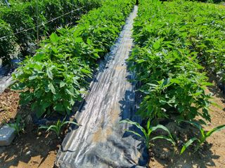 푸른파도님의 참깨 · 영농일지 작성글 사진