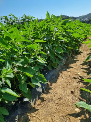 푸른파도님의 참깨 · 영농일지 작성글 사진