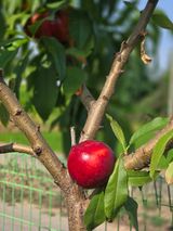 팜모닝 블루베리·영농일지 게시글 이미지