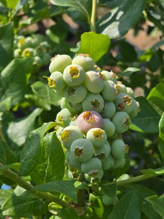 비타민님의 블루베리 · 영농일지 작성글 사진