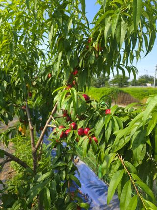 비타민님의 블루베리 · 영농일지 작성글 사진