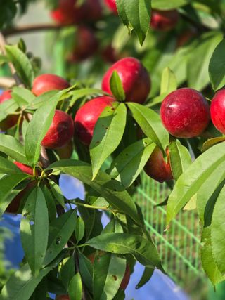 비타민님의 블루베리 · 영농일지 작성글 사진