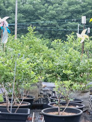 비타민님의 블루베리 · 영농일지 작성글 사진