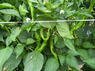 이상협님의 자유주제 · 자유게시판 작성글 사진