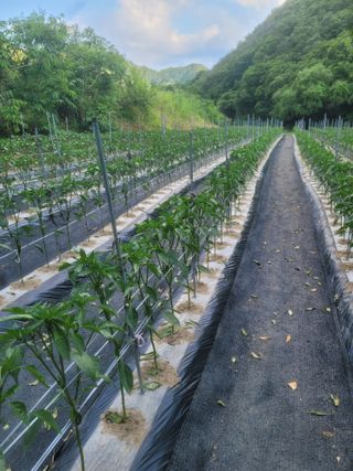 박래문님의 고추 · 영농일지 작성글 사진