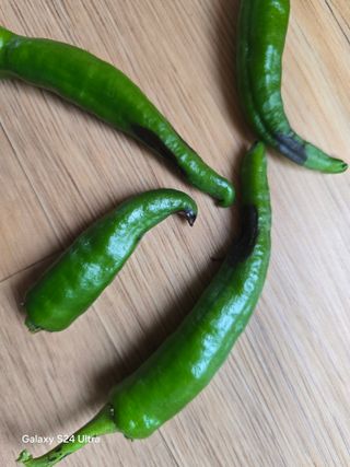 윤남교ㅡ안심농원님의 고추 · 병해충상담 작성글 사진