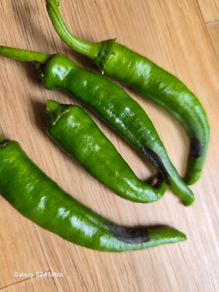 윤남교ㅡ안심농원님의 고추 · 병해충상담 작성글 사진