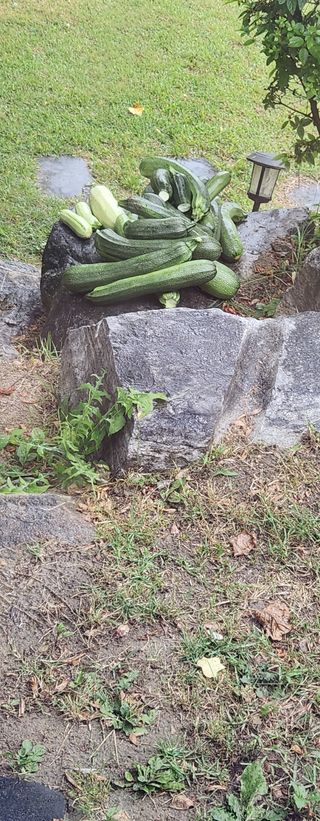 홍순강화모리님의 호박 · 영농일지 작성글 사진