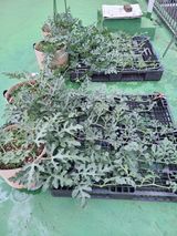 팜모닝 기타작물·영농일지 게시글 이미지