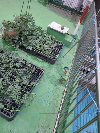 홍혜석님의 기타작물 · 영농일지 작성글 사진