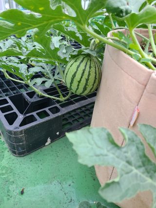 홍혜석님의 기타작물 · 영농일지 작성글 사진