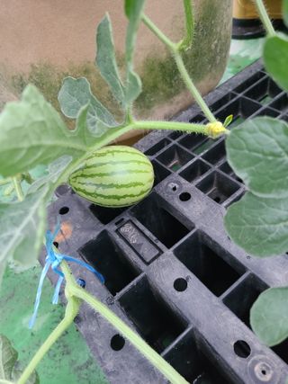 홍혜석님의 기타작물 · 영농일지 작성글 사진