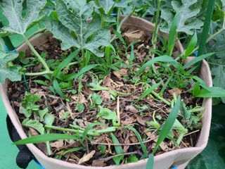 홍혜석님의 기타작물 · 영농일지 작성글 사진