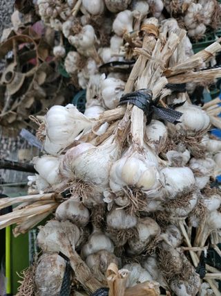 김용규님의 마늘 · 영농일지 작성글 사진