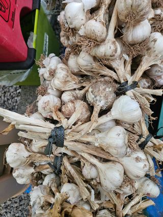 김용규님의 마늘 · 영농일지 작성글 사진