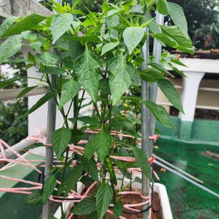 이현겸님의 고추 · 영농일지 작성글 사진