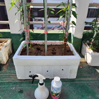 이현겸님의 고추 · 영농일지 작성글 사진