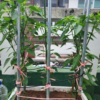 이현겸님의 고추 · 영농일지 작성글 사진