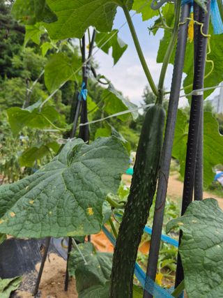 봉림동 태진농장님의 ☔️장마 대비 하셨나요? · 참여글 작성글 사진