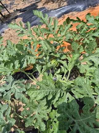 봉림동 태진농장님의 ☔️장마 대비 하셨나요? · 참여글 작성글 사진