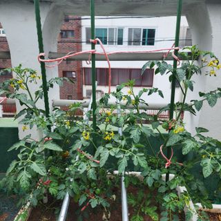 이현겸님의 토마토 · 영농일지 작성글 사진