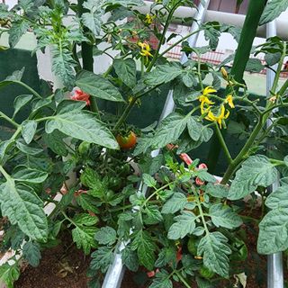 이현겸님의 토마토 · 영농일지 작성글 사진