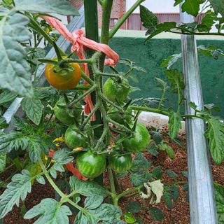 이현겸님의 토마토 · 영농일지 작성글 사진