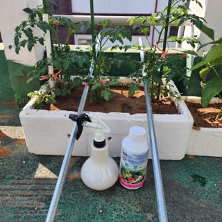 이현겸님의 토마토 · 영농일지 작성글 사진