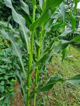 팜모닝 자유주제·자유게시판 게시글 이미지