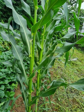 손병만님의 자유주제 · 자유게시판 작성글 사진