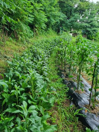 손병만님의 자유주제 · 자유게시판 작성글 사진