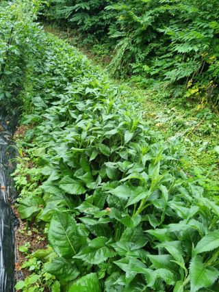 손병만님의 자유주제 · 자유게시판 작성글 사진