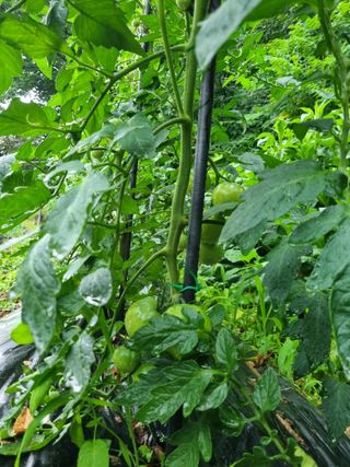 손병만님의 자유주제 · 자유게시판 작성글 사진