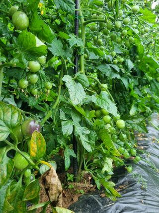 손병만님의 자유주제 · 자유게시판 작성글 사진