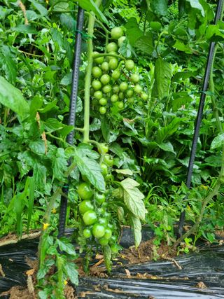 손병만님의 자유주제 · 자유게시판 작성글 사진