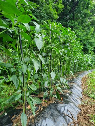 손병만님의 자유주제 · 자유게시판 작성글 사진