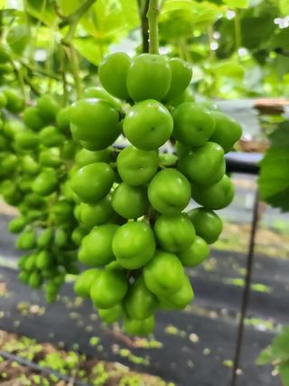 칠공언더님의 포도 · 영농일지 작성글 사진