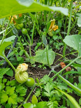 신준철님의 호박 · 영농일지 작성글 사진