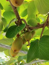 팜모닝 기타작물·영농일지 게시글 이미지